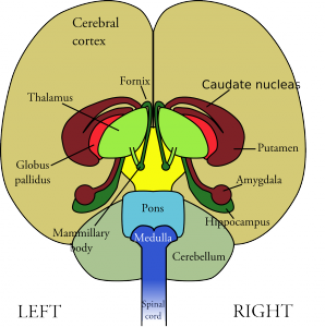 brain-147148_1280