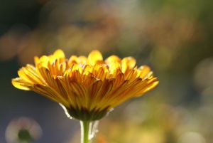 calendula-185322_1280